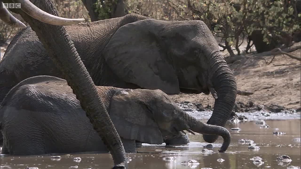 Elephants Fight Over Water | Nature's Great Events | BBC Earth