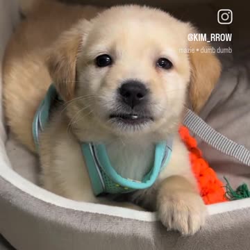 Cute puppy animal beautiful animals