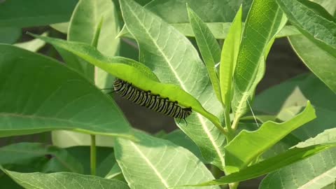 145 Toussaint Wildlife - Oak Harbor Ohio - Monarchs Eat Upside Down