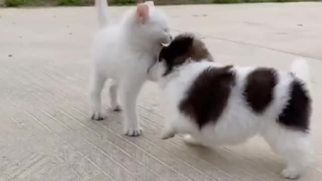 Cute cat and dog fight