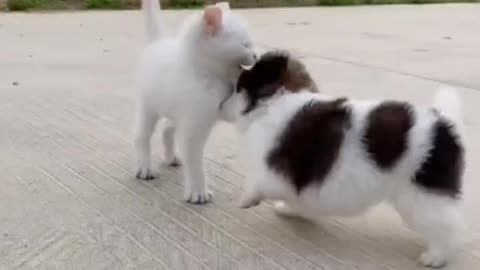 Cute cat and dog fight