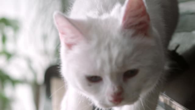 Kitty walking on the piano