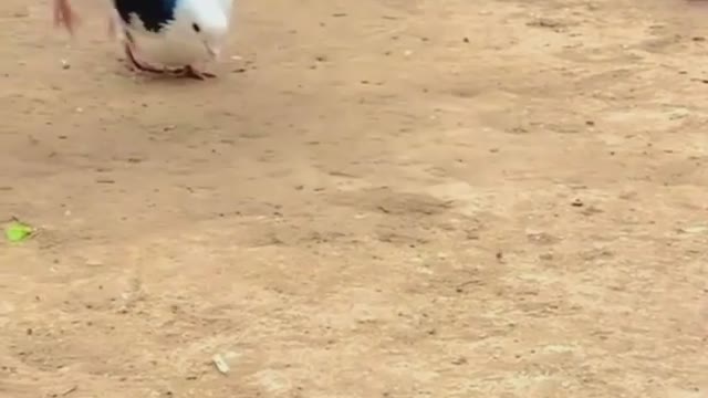 this is how pigeons do back flips.