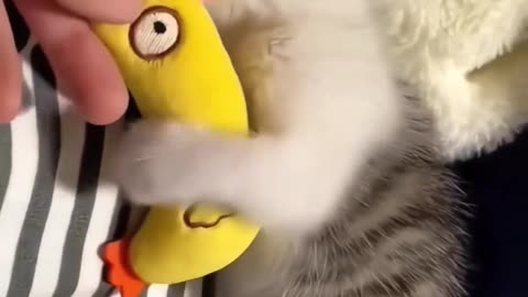 Funny Cats