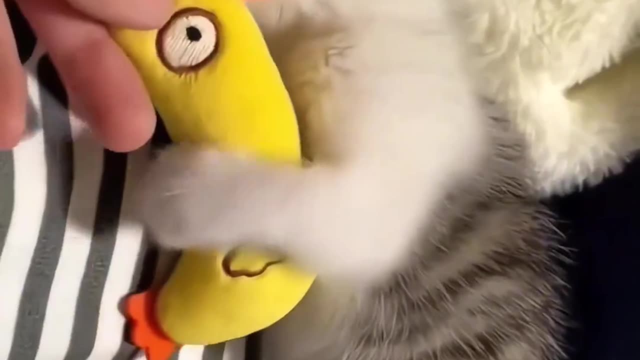 Funny Cats
