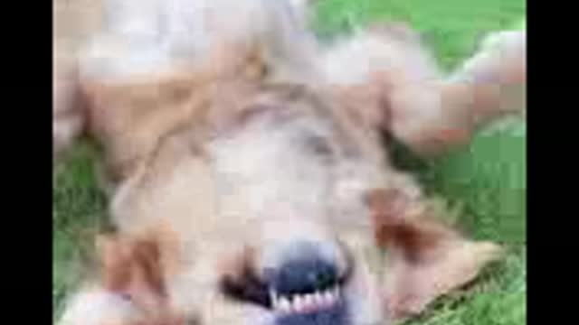 Funniest dogs ever, cute dogs video compilation