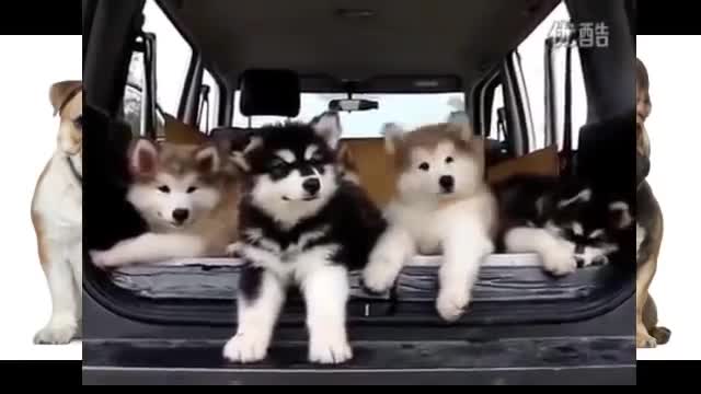 A Alaska Puppy Dog A Shaking Head With Music 1