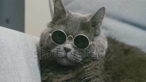 cat wearing sunglasses new