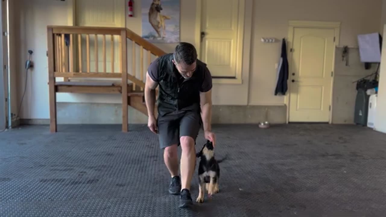 How to training your puppies