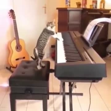 funny cats skills and stunts