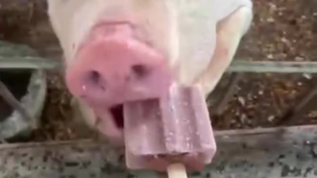 Eat ice cream to get pigs