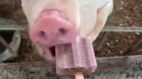 Eat ice cream to get pigs