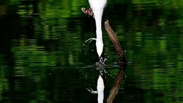 The cranes reflected in the water are really master fishermen. I thought there were two of them