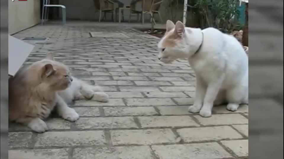 Cat Vs Cat roaring