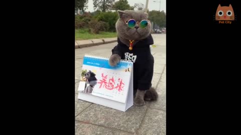 Videos divertidos de gatos y perros si te ries pierdes