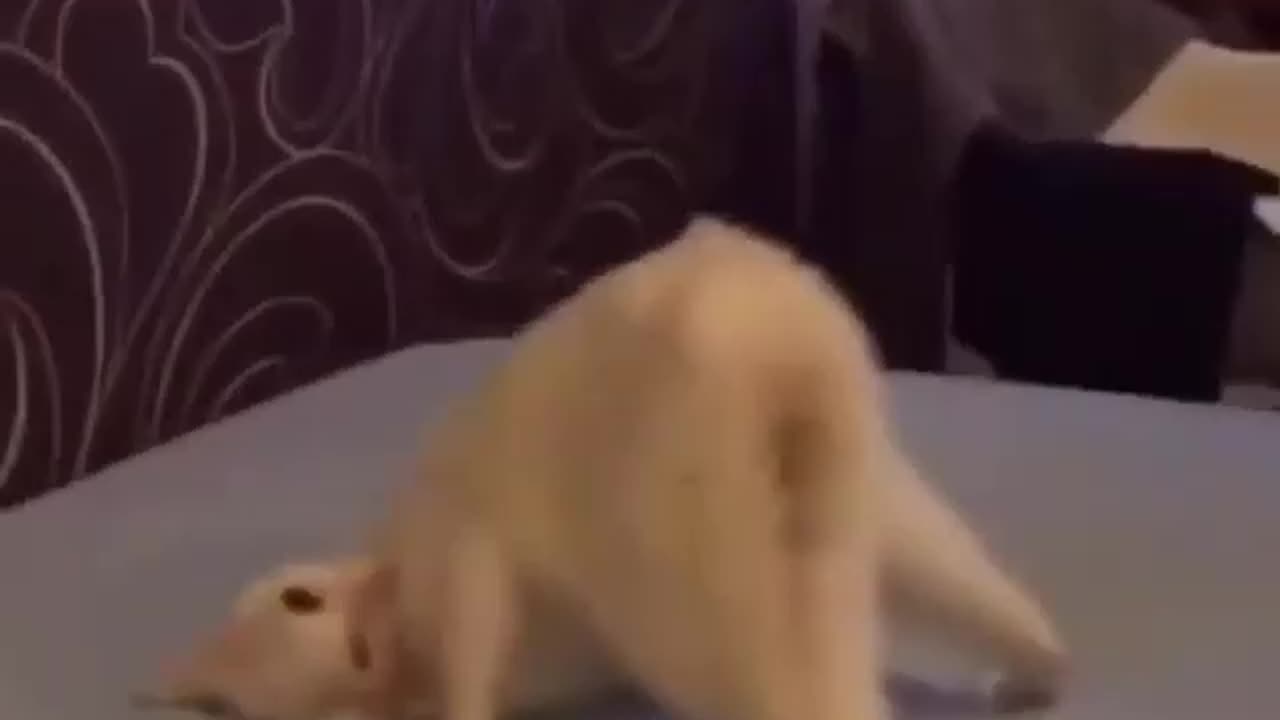Funny cat 🐈🐈🐈