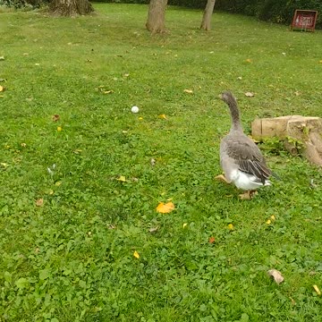 SQUEEGEE! CATCH THE BALL!