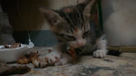Mary Kitten Like Roasted Bones