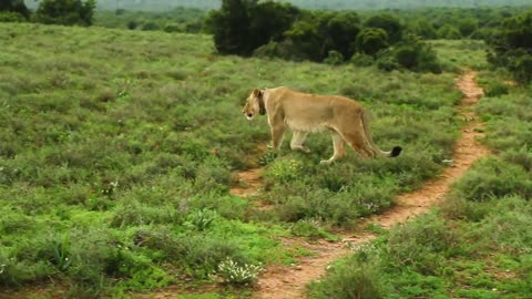 A Lion and Lioness in the Fields