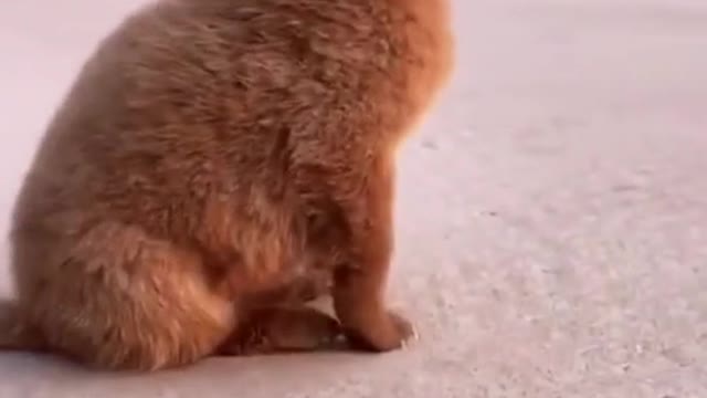 Cute and Funny cat Videos