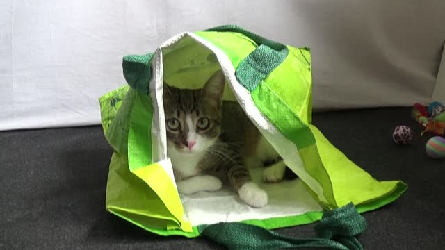 Cute Kitten Discovers Large Shopping Bag