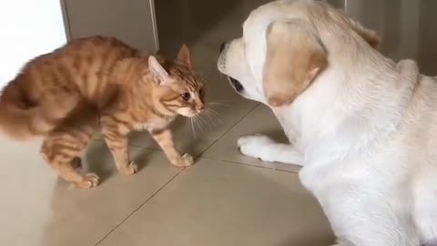 Funny cats and 🐶🐕