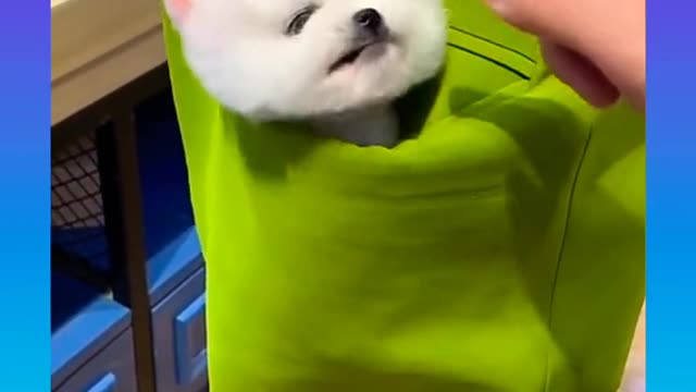 Funny and Cute Dog