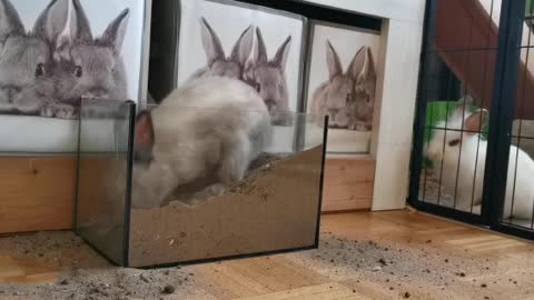 RABBIT DIGGING GLASS BOTTLES SAND TO ESCAPE