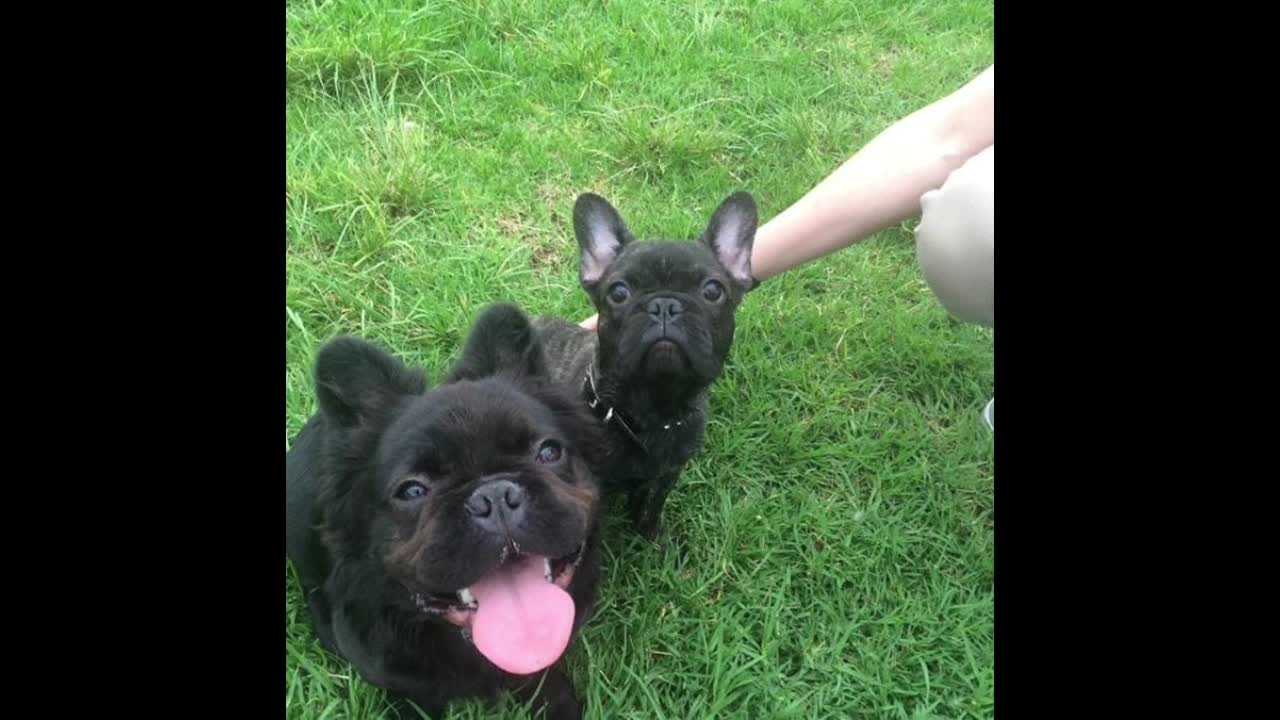 Meet Dougie, adorable French Bulldog Meet