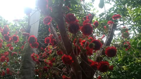 The flowers on this tree are so red