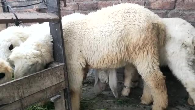 Four sheep eat in the grass