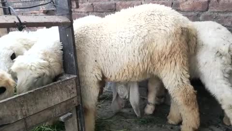 Four sheep eat in the grass