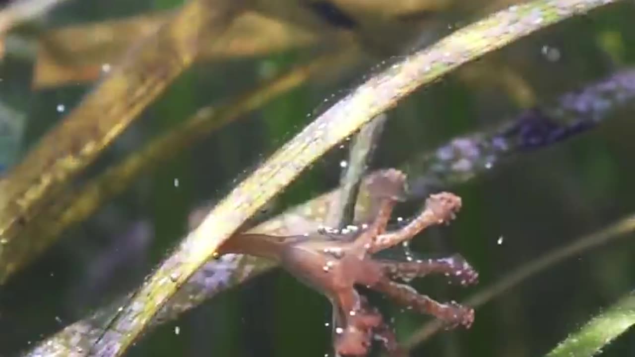 Wildlife