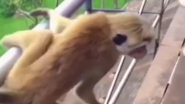 FUNNY ANIMALS VIDEOS TRY NOT TO LAUGH 🤣 | FUNNY CATS | FUNNY DOGS #7