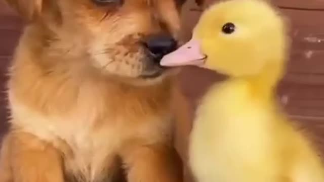 Cutest thing ever dog and duck best friends