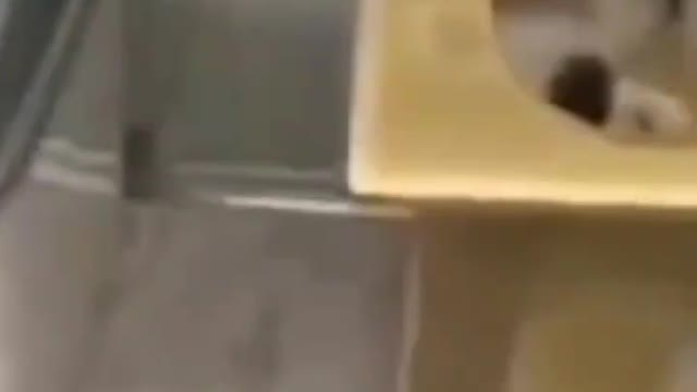 Cute Cats๐ป๐ป๐ธ๐ธ๐ธ#shorts #funnycats #animalsshorts