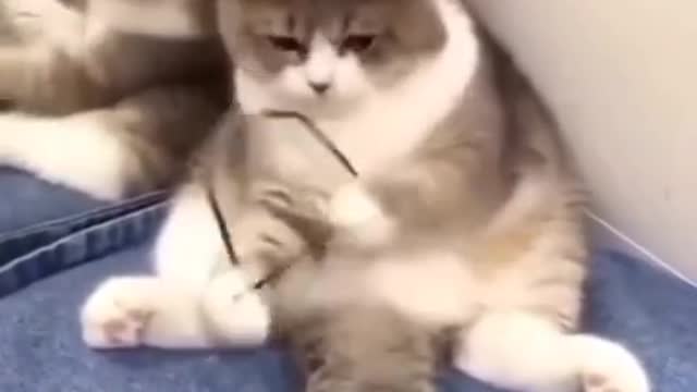 Cat funny video part-4