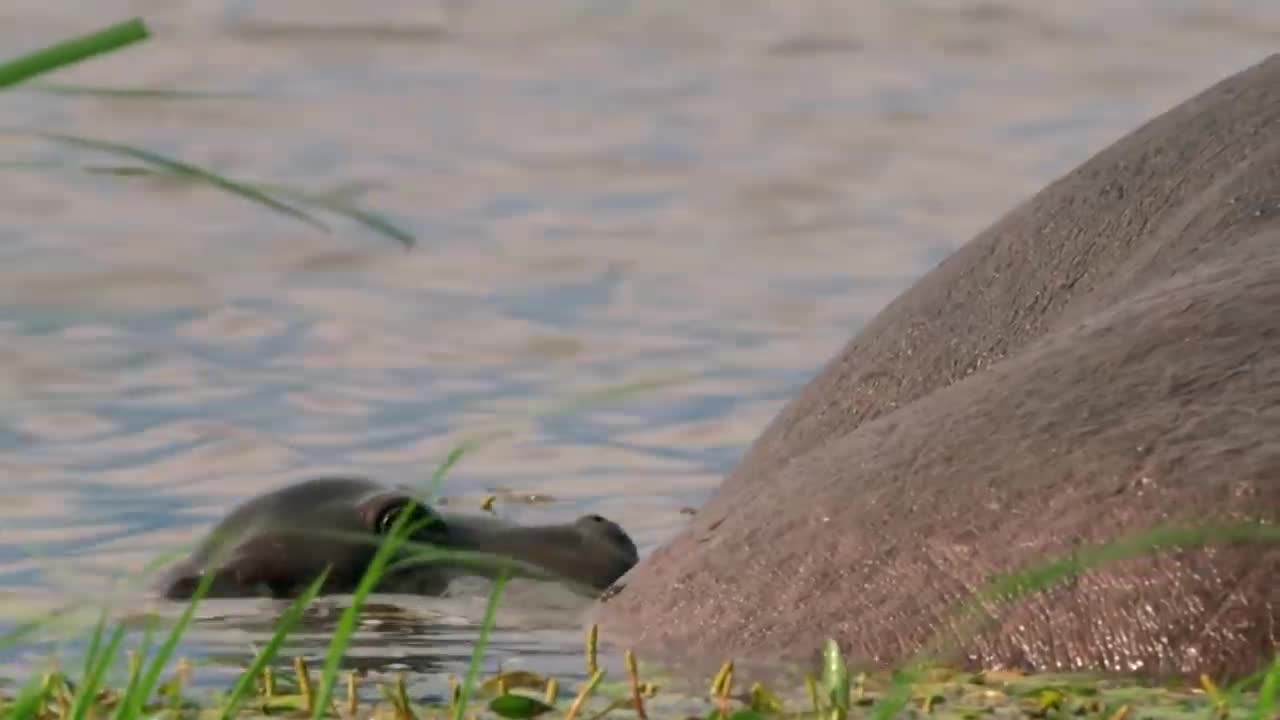 A Newborn Hippo Has Only 40 Seconds to Swim Out-8