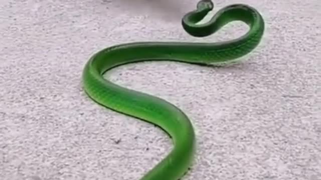 Cute cats playing with snakes