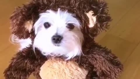 White dog in brown bear costume