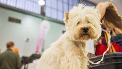 west highland white terrier dog portrait shot