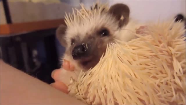 CUTEST tiny hedgehog eating FOOD!