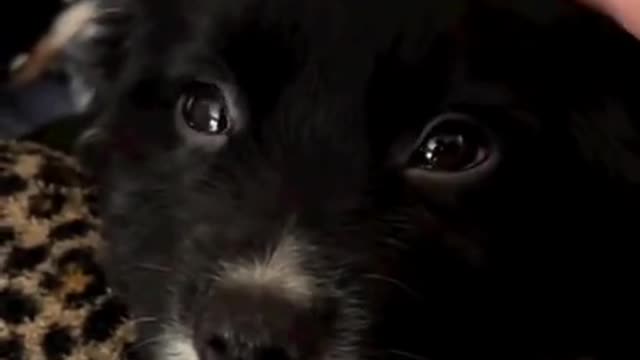 Adorable black puppy with beautiful eyes