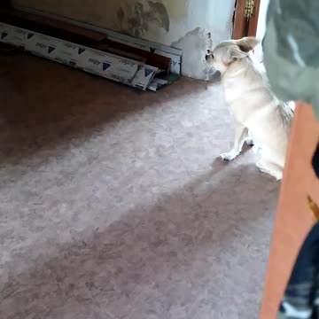 The dog misses the favourite owner