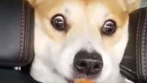 Cute Dogs Reaction