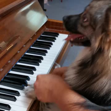 Musically inclined Puppy practices playing piano