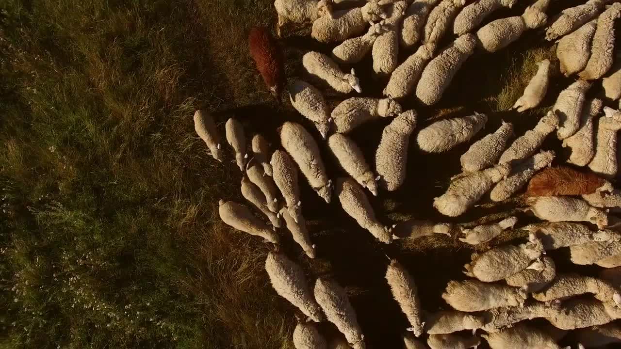 Man near herd of sheep. View of sheep from air. Farmer in the field. Domestic animals grown for wool