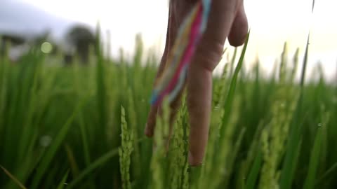 Close Up of a Hand Running Through Crops