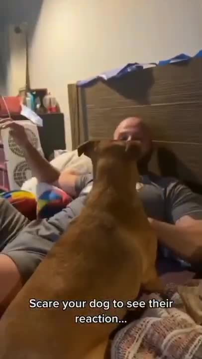 Scare your dog to see their reaction