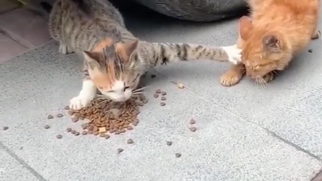 Dinner for 1